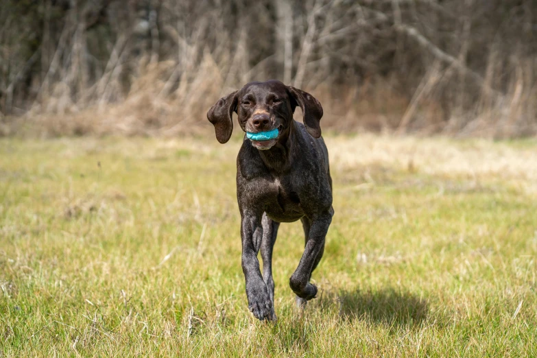 a dog with an empty frisbee in its mouth runs through the grass