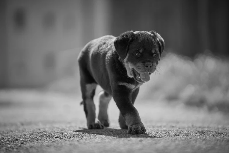 a puppy walking on a cement area towards the camera