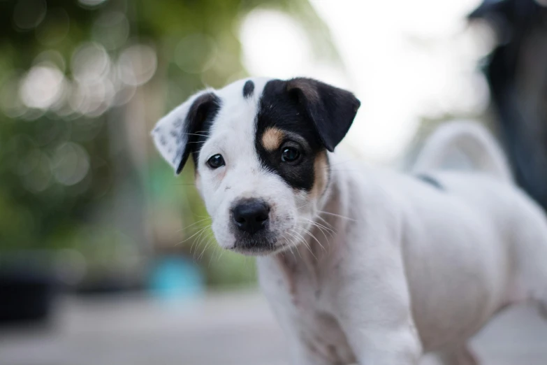 a little puppy is standing on the street