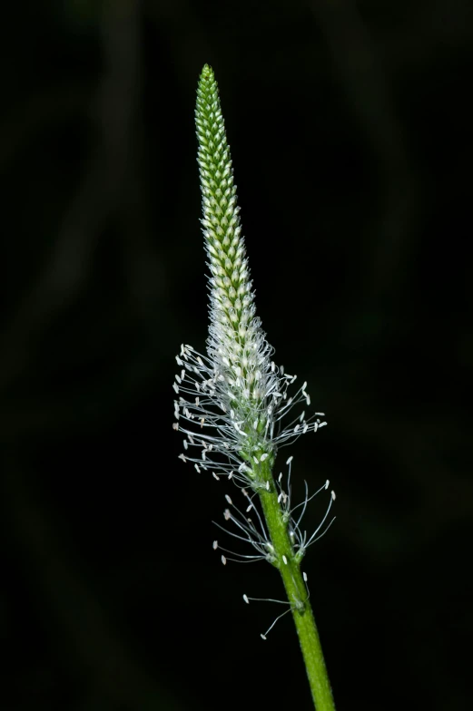 an extreme closeup of a white flower on the stem