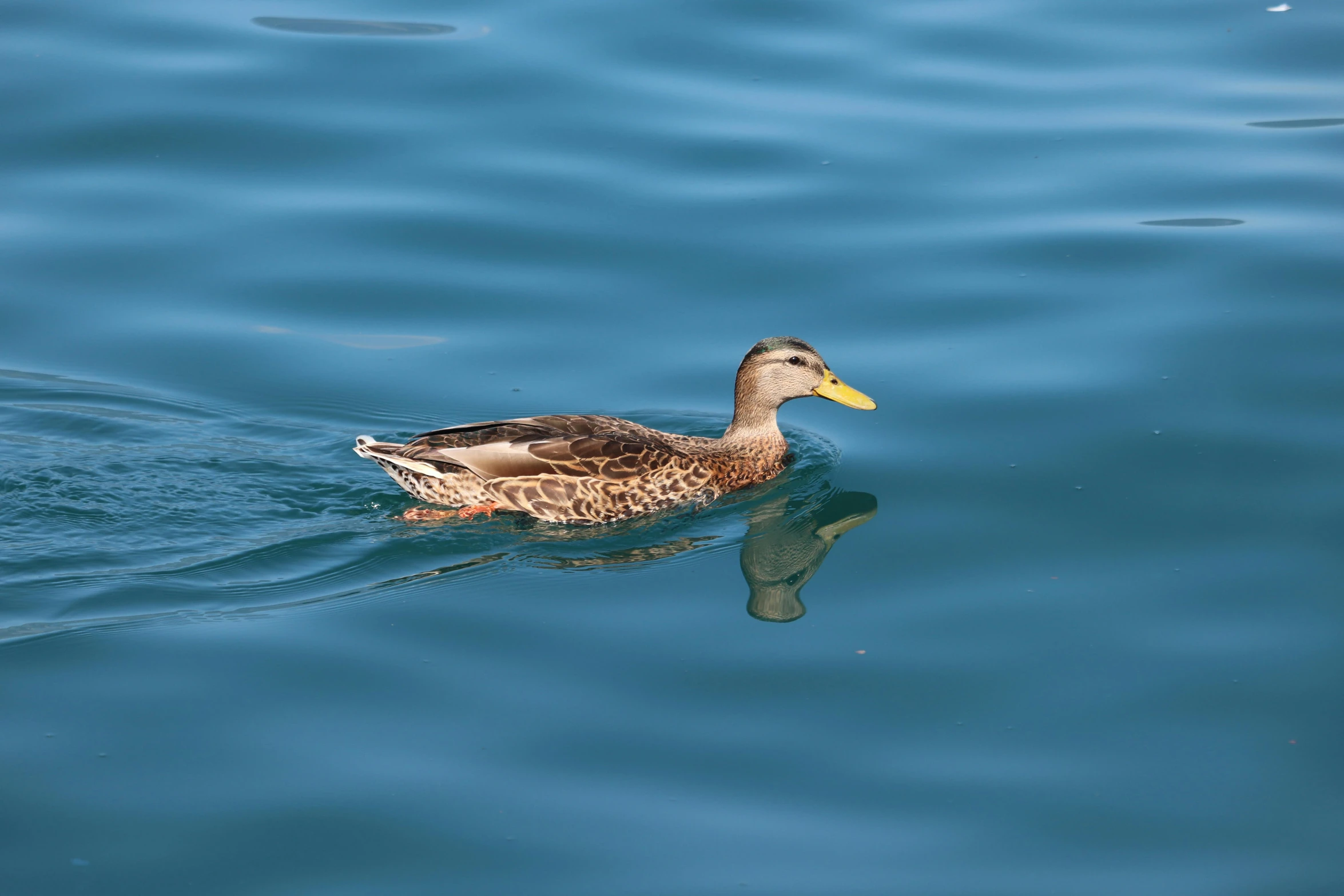 a large duck floating across the water