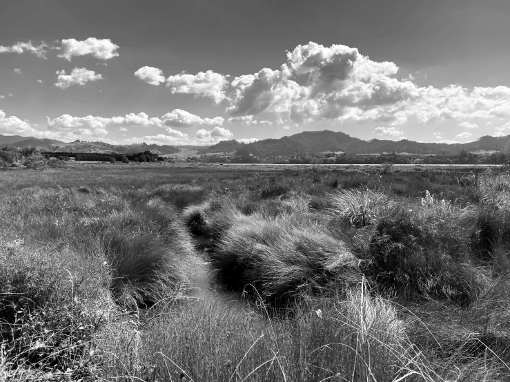 black and white pograph of a field with tall grass