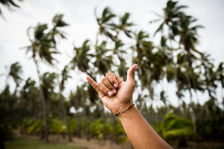 a hand making the v with palm trees in the background