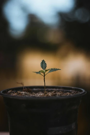 a small plant sprouts out of the dark soil of a pot