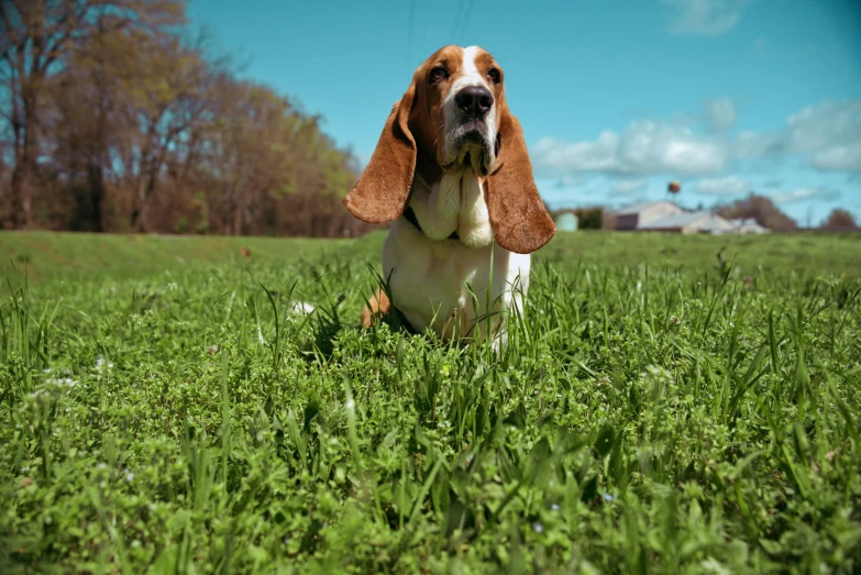 a dog is sitting in a field looking into the camera