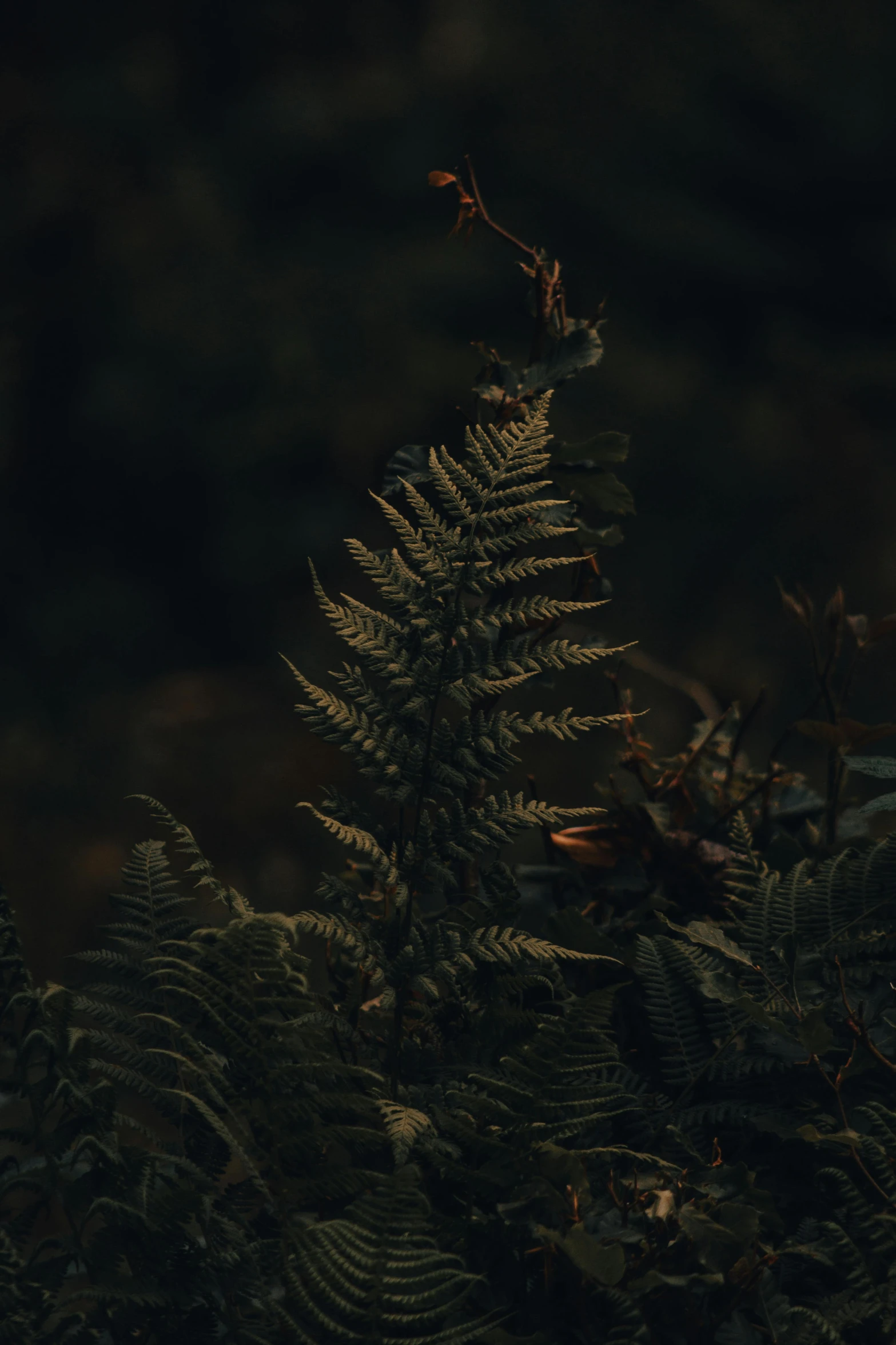 the fern is very large and green in color