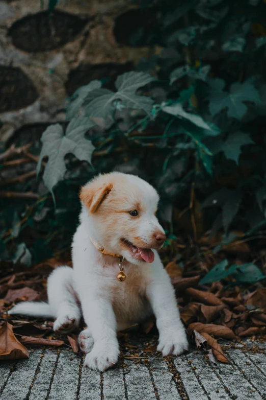 a puppy sitting in the leaves on the ground