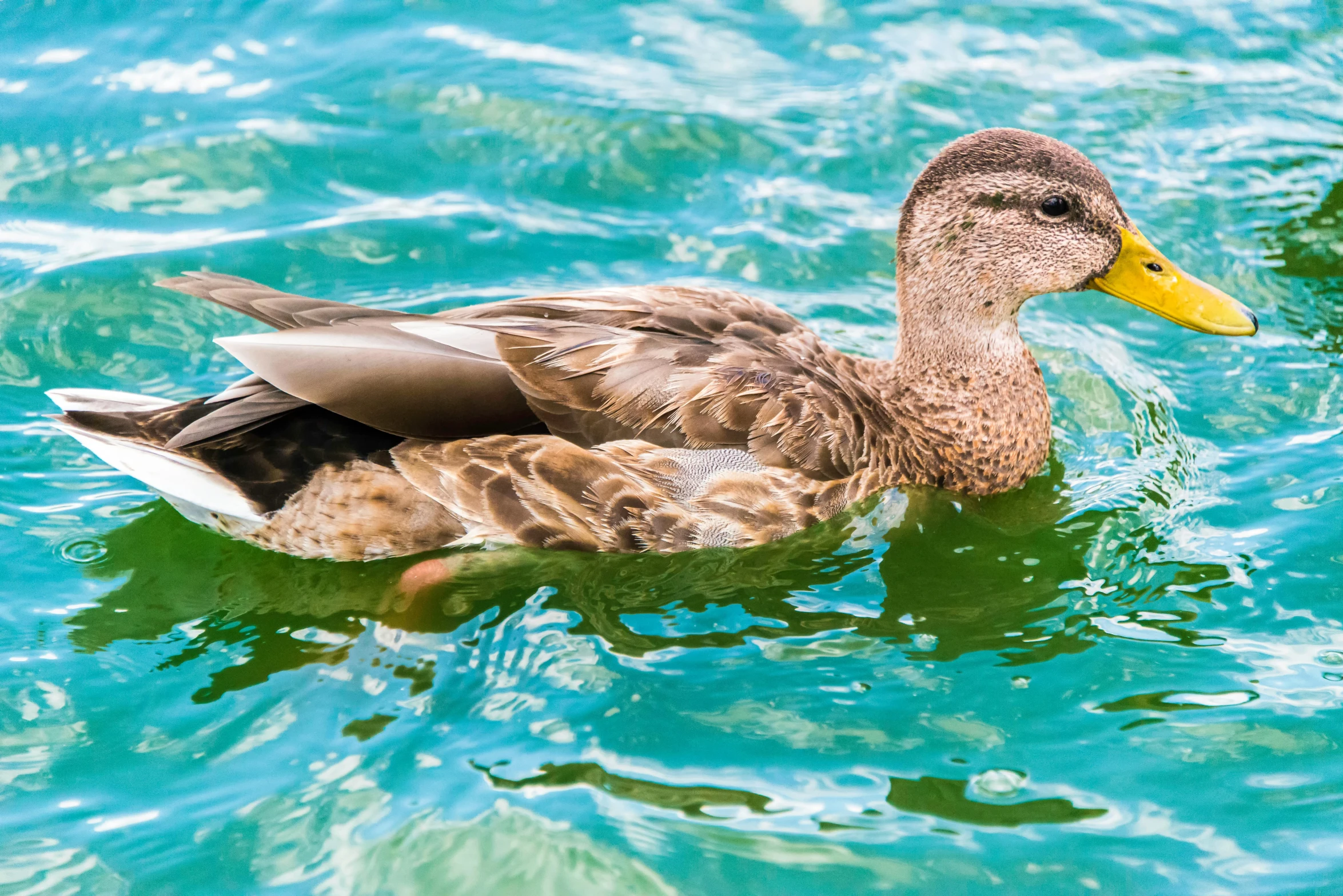 a duck is floating on the water, with an orange beak