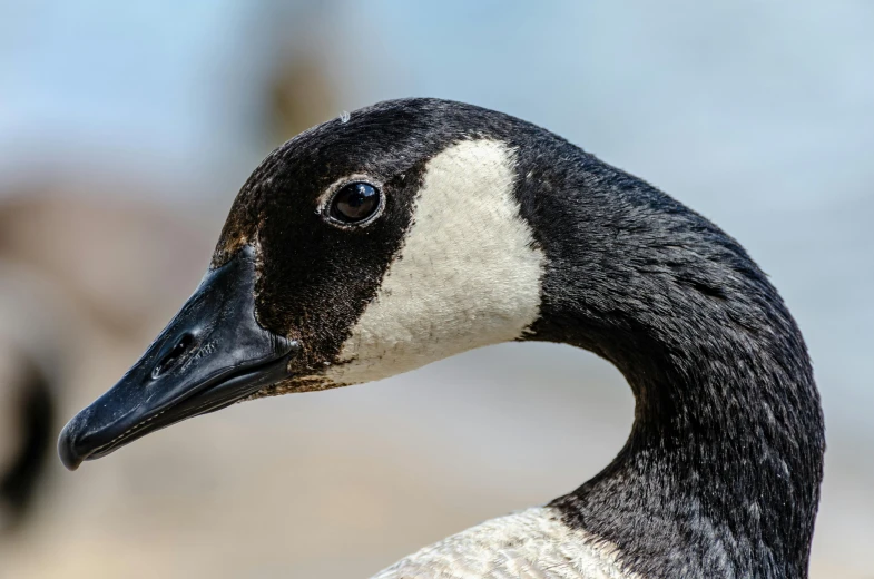 a duck with a black and white face sitting by water