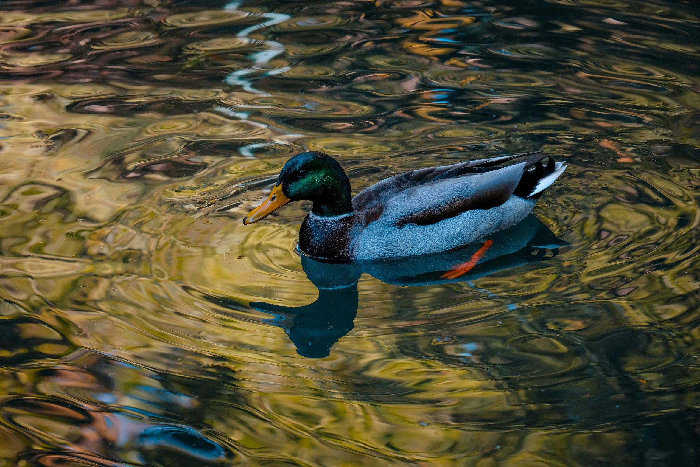 a duck swimming in the clear green water