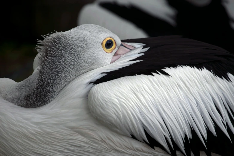 a close up view of the black and white feathers of a bird