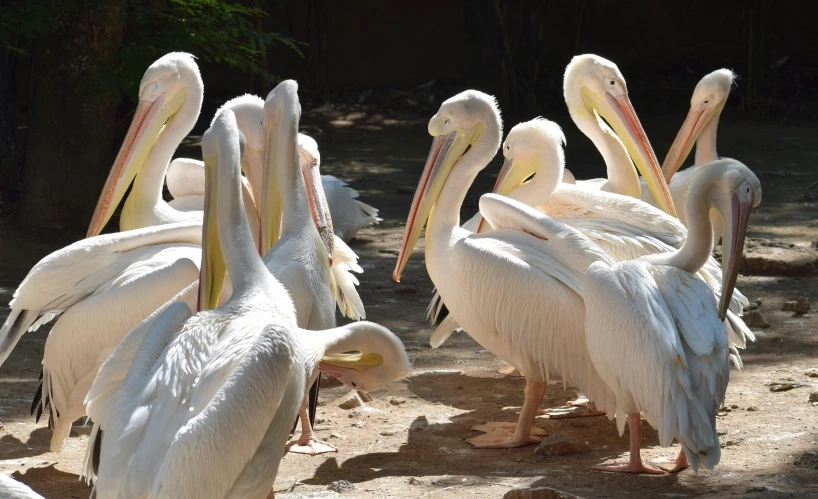 the pelicans are standing close to each other