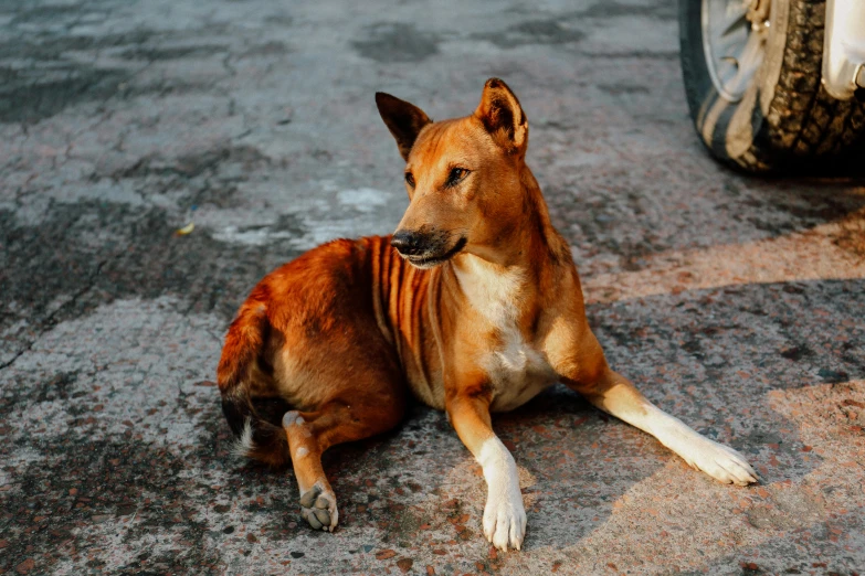 a dog is laying on the ground next to a tire