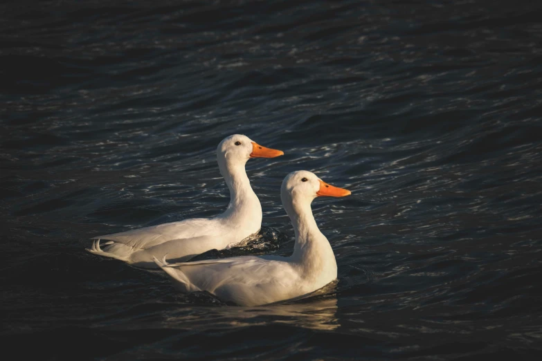 two ducks swimming in the water together