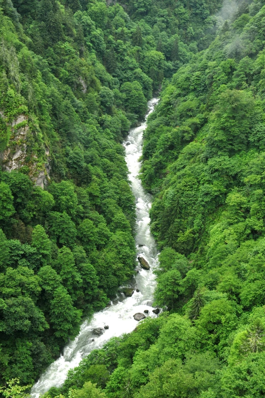 a river running through a forest filled with green trees