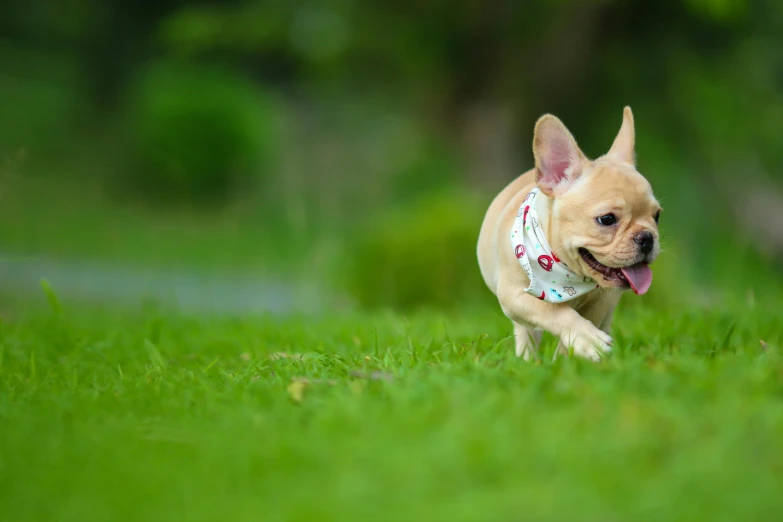 a small brown dog walking across a lush green field