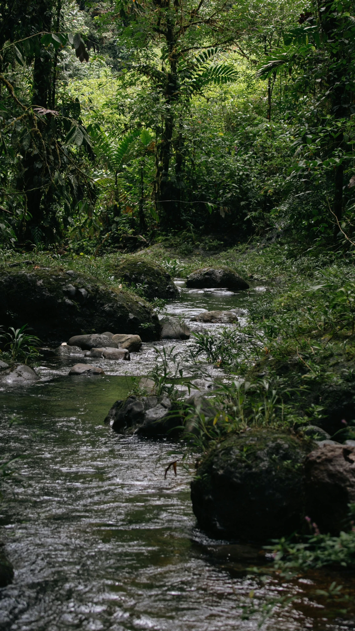 a river flows in the middle of lush green forest