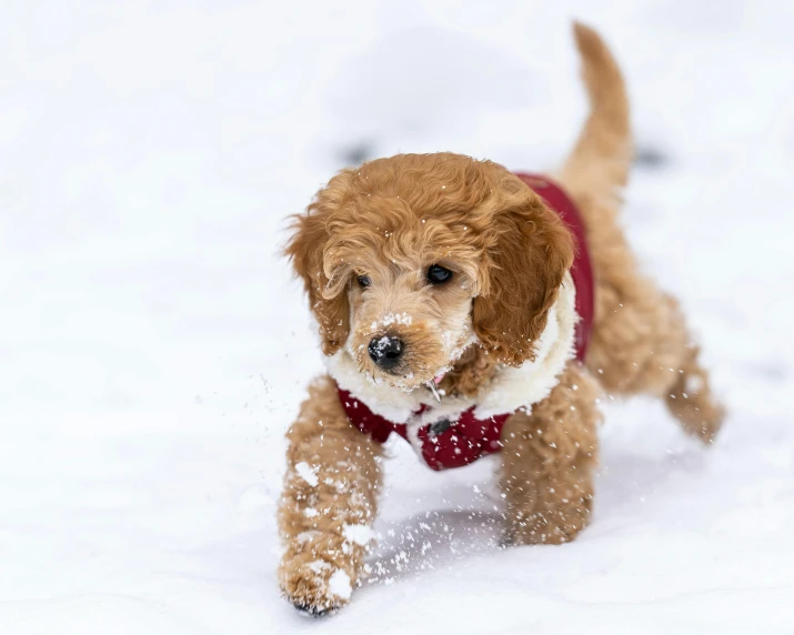 the dog is wearing a red and white vest