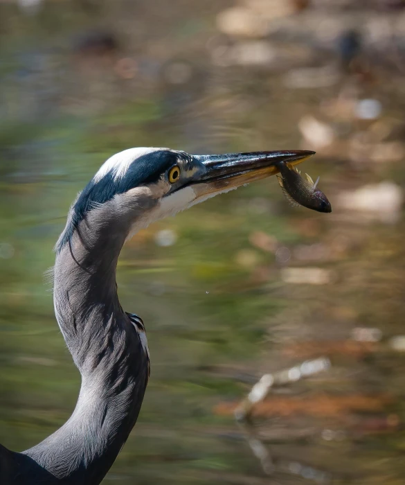 a bird that is floating in the water