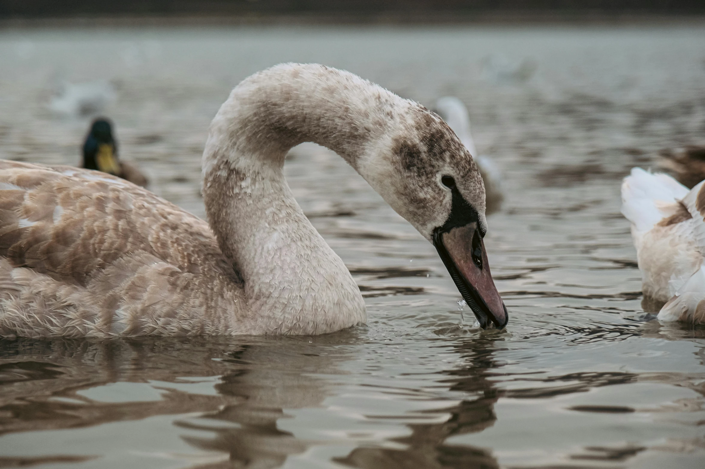 the swan is swimming in the water near several ducks