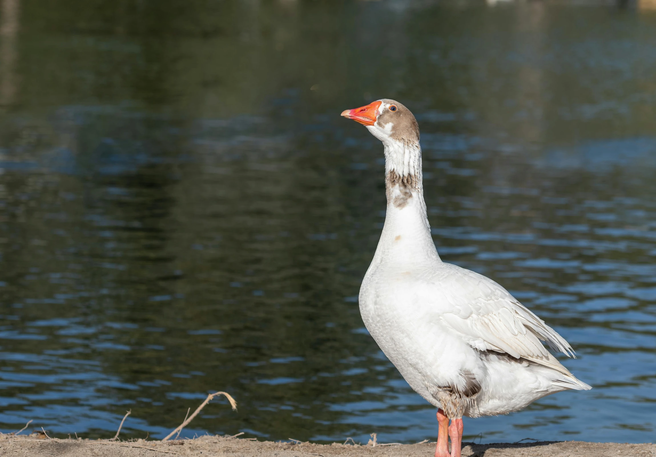 a close up of a bird near water