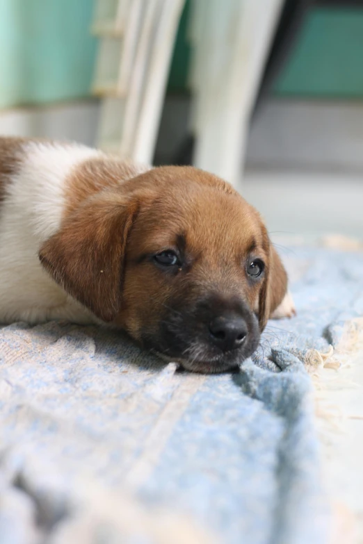 a small puppy that is laying down with his face looking at soing