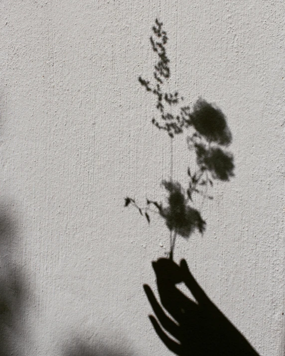 shadow of plant being held back with hand