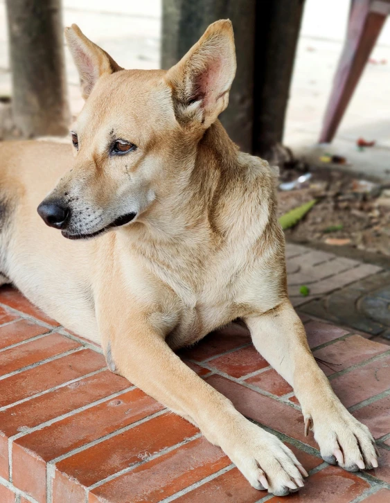 a large dog sits on the ground and looks bored