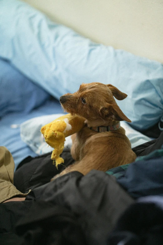 a dog sits with its toy in his mouth