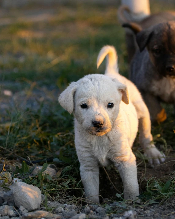 small white dogs are running along the grass