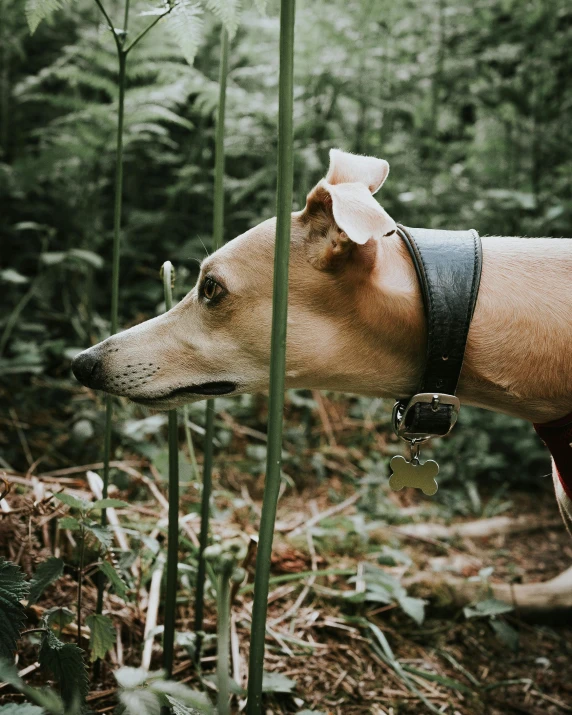 a small dog in a black collar is looking at a tall bamboo plant