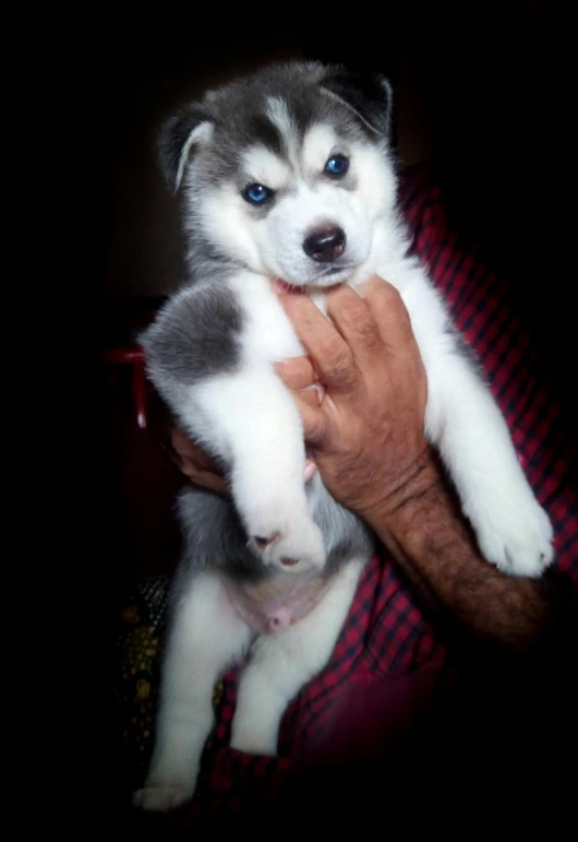 a man holding an adult husky dog on his lap