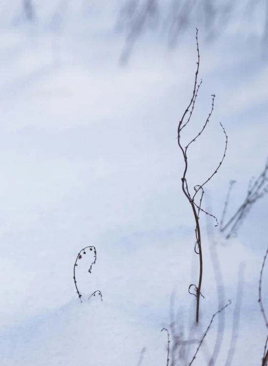 a snow covered field with some tree limbs