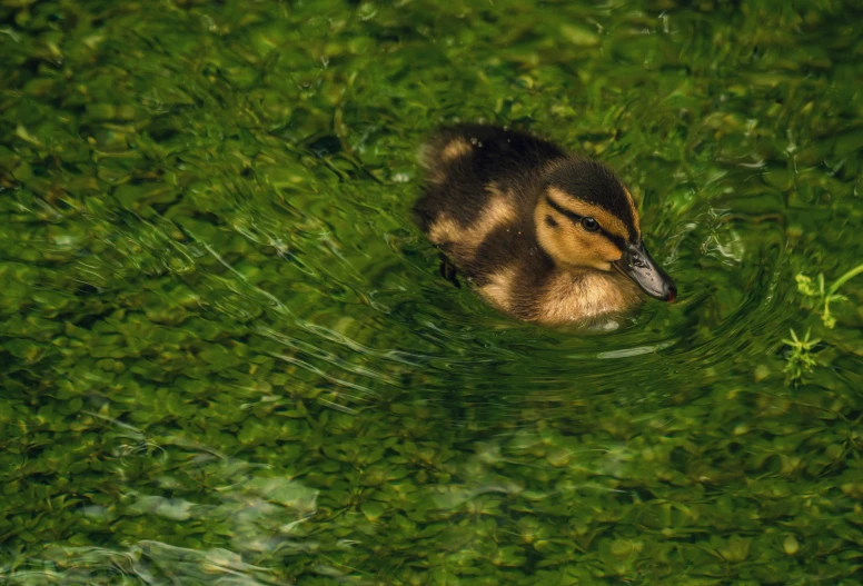 a duck is swimming in a pond surrounded by green grass