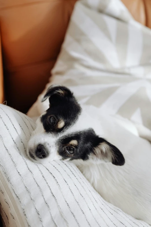 a puppy on his back on top of a bed