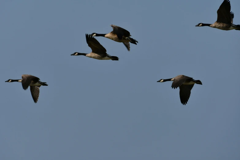 four geese flying through the blue sky and making a line