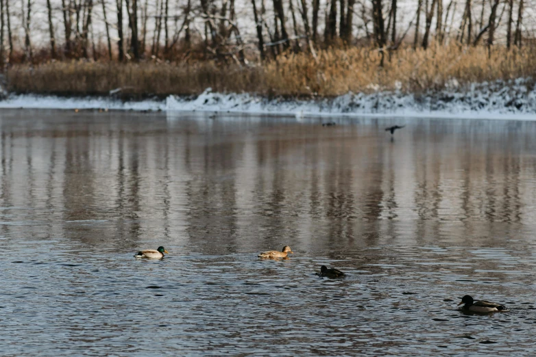 a group of ducks floating on top of a lake near trees