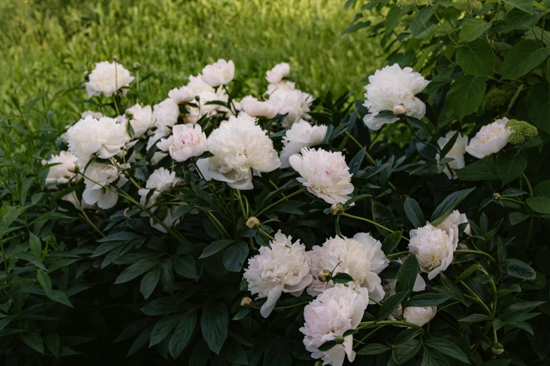 flowers are sitting in the center of a garden