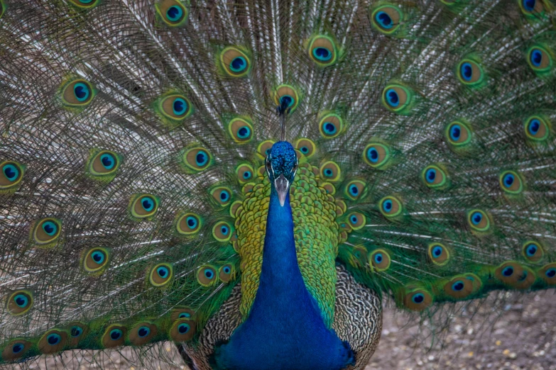 the peacock is displaying his feathers and spread its feathers