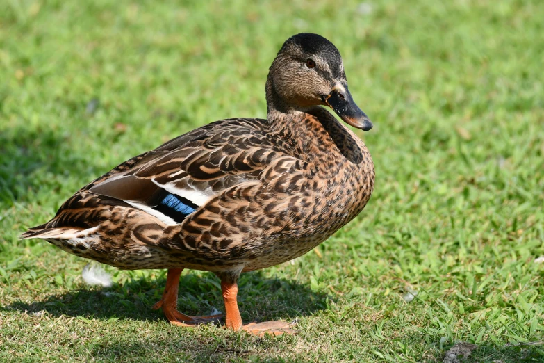 a duck walking in the grass near a field