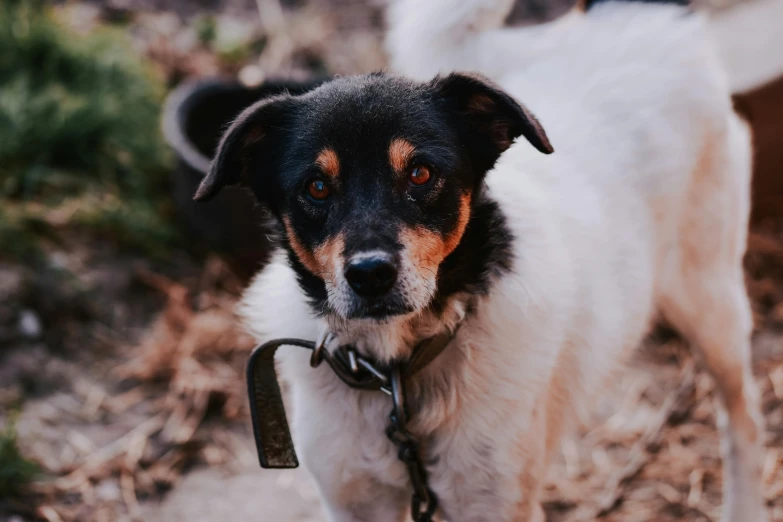 a brown and white dog with a collar is standing in the grass