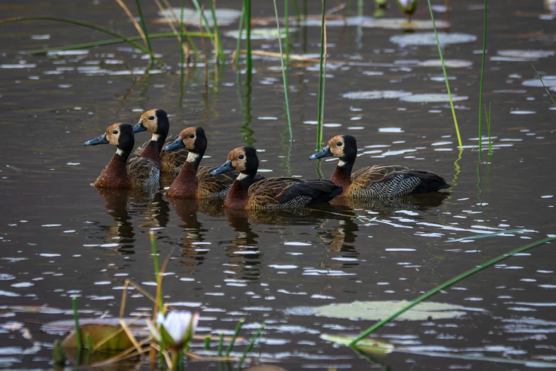 a group of ducks swimming on top of a pond