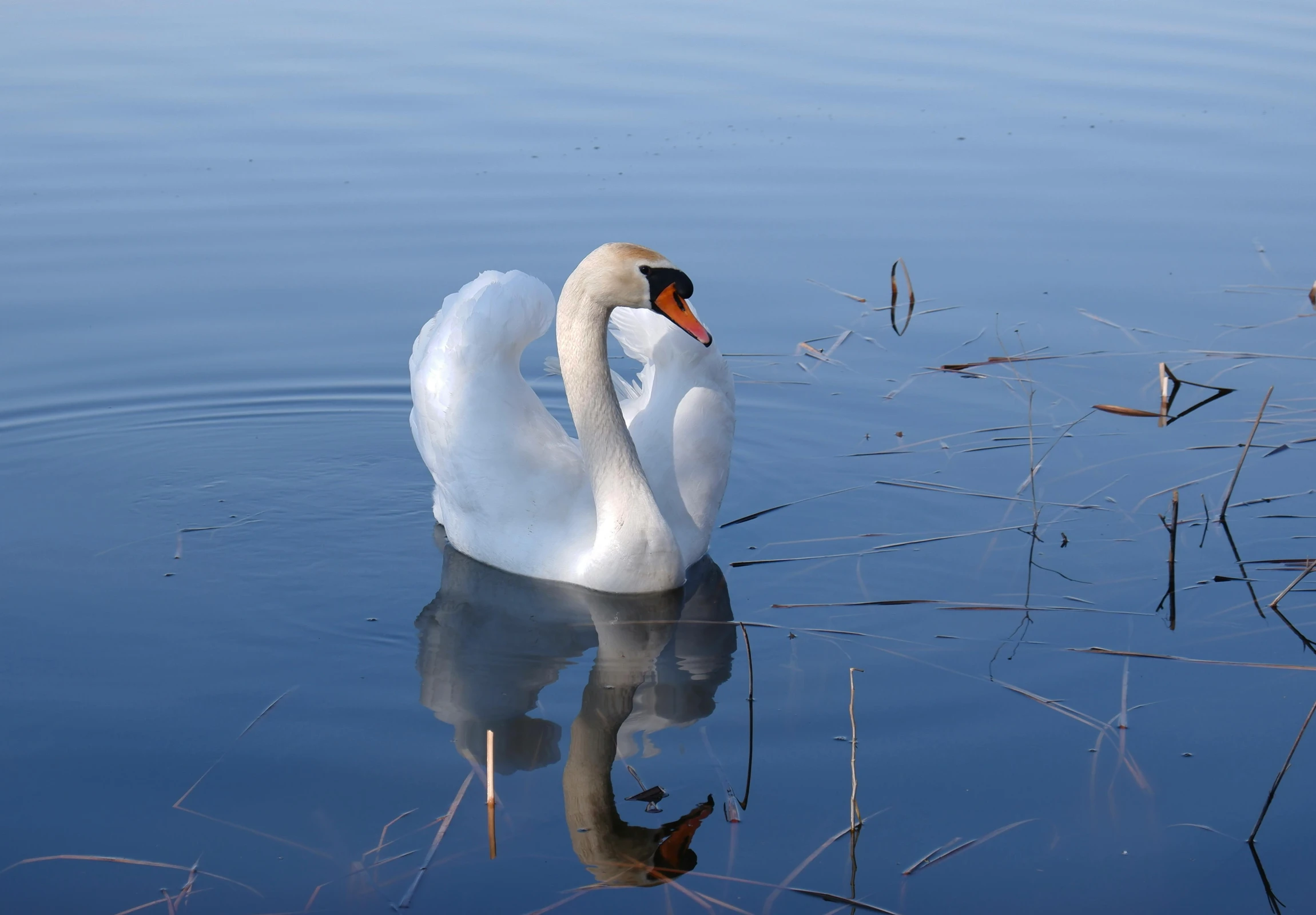 a large white swan floating on top of a body of water