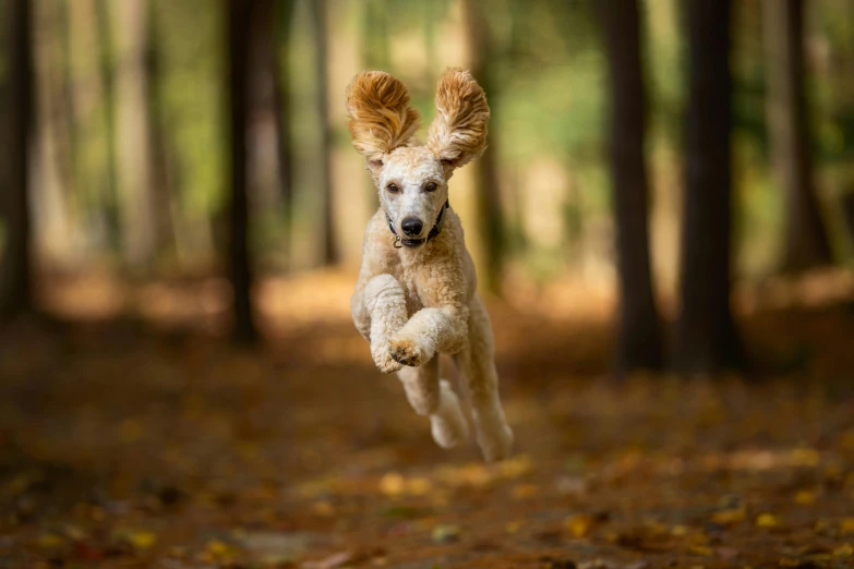 a white dog jumping up into the air