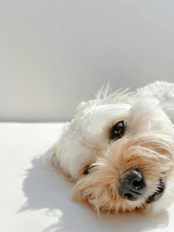 a small white dog is laying on the floor