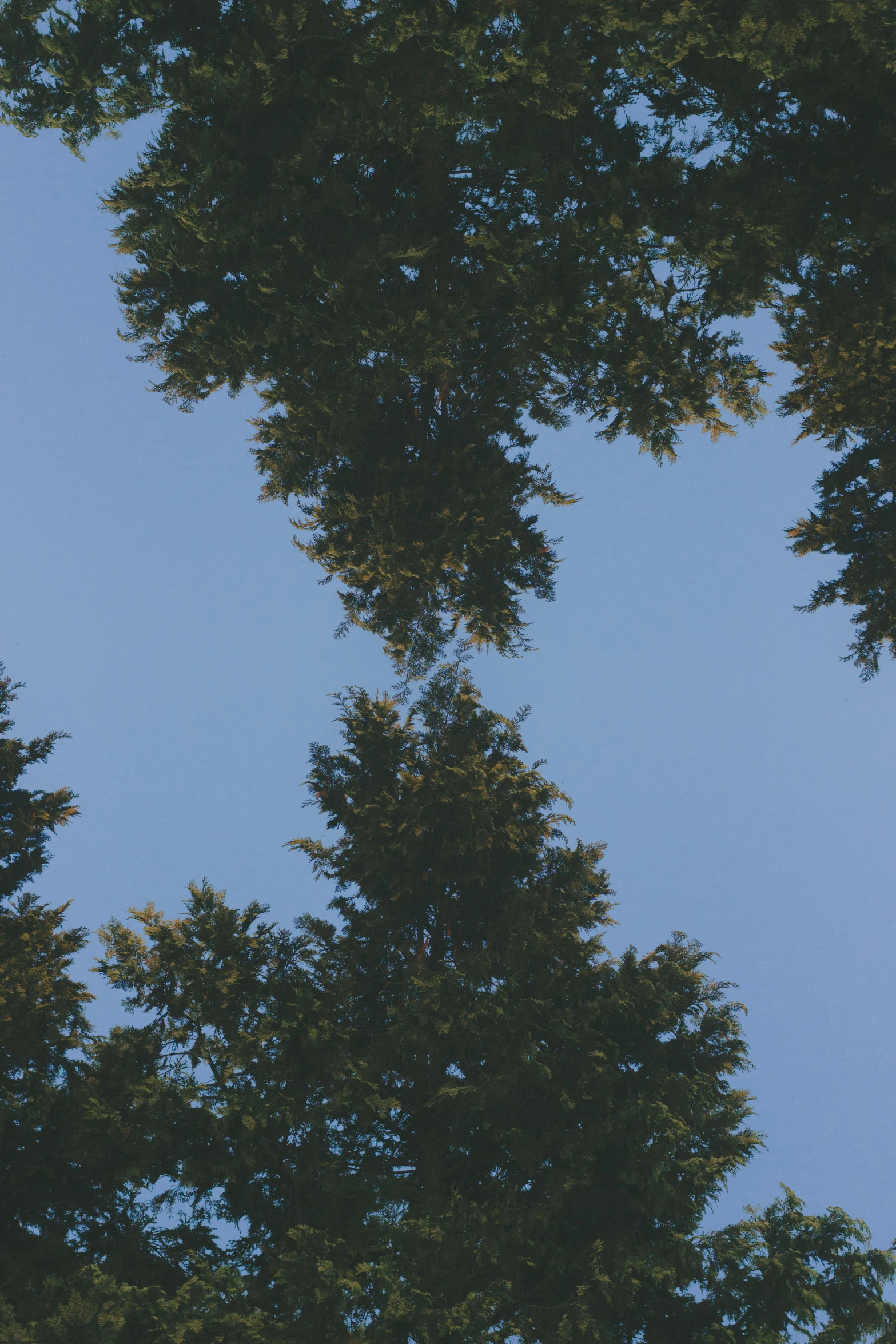 a very tall tower next to trees with blue sky