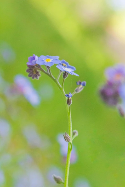 small purple flowers growing out of the grass