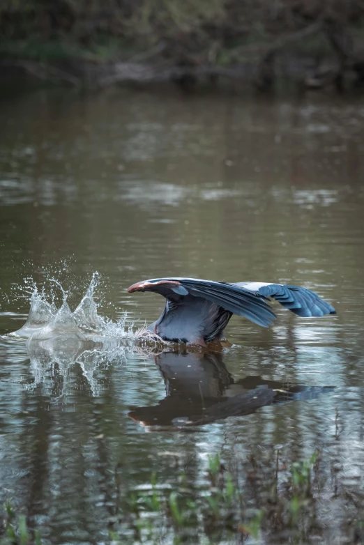 a bird is splashing water in the middle of a lake