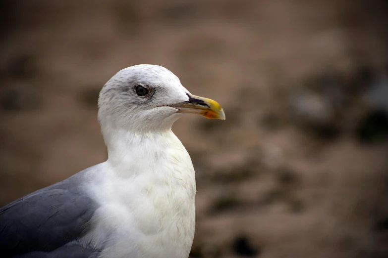 a close up of a black and white bird