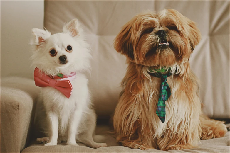 two dogs sitting together on the couch